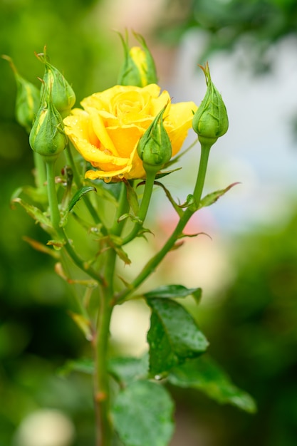 Rosa amarilla y capullos