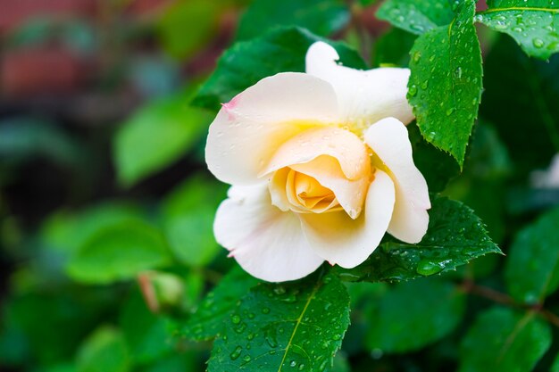 rosa blanca del bosque medio florecido y sus hojas verdes