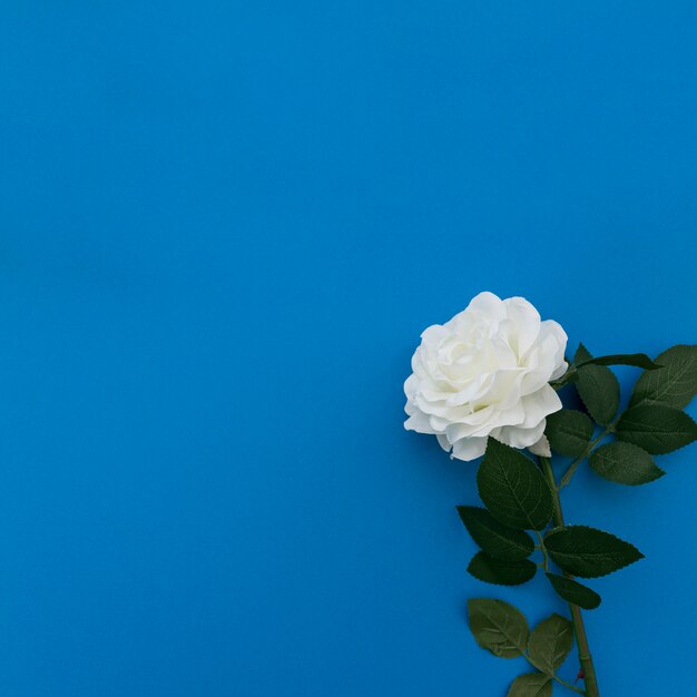 Rosa blanca sobre fondo azul