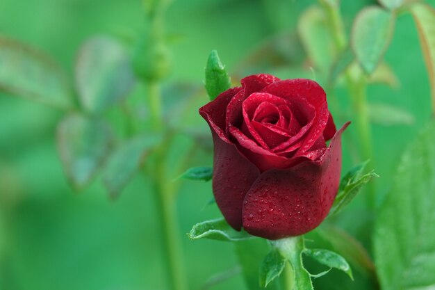 Rosa cerrada con el fondo desenfocado