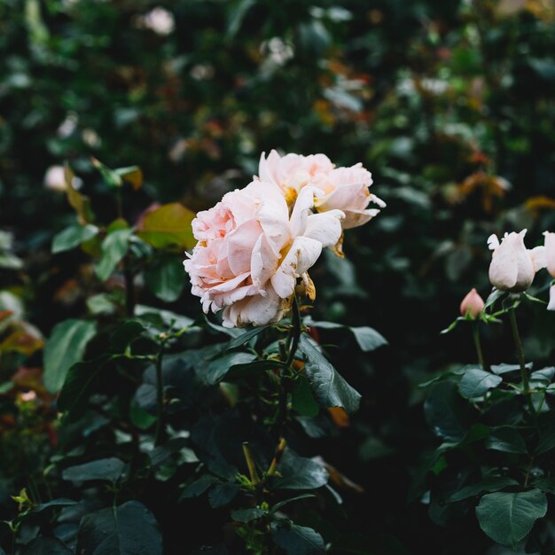 Rosa delicada rosa en planta