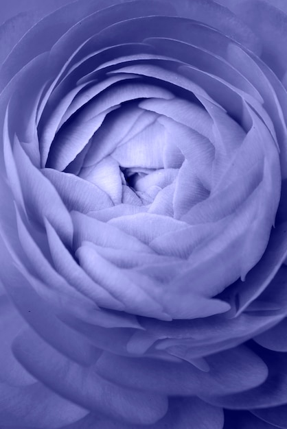 Rosa floreciente en el color del año 2022.