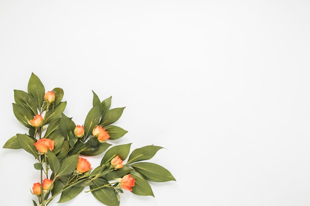 Foto gratuita rosa flores con hojas verdes en mesa