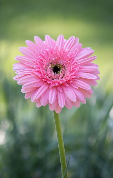 Rosa gerbera flor en un jardín