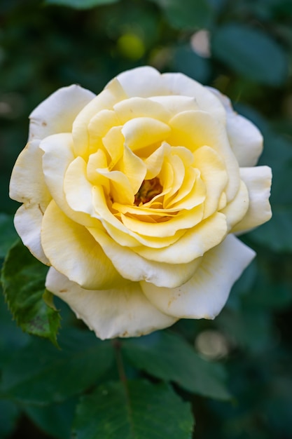 Rosa de jardín blanca rodeada de vegetación bajo la luz del sol con un borroso