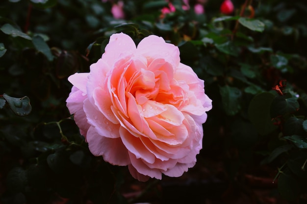 Rosa jardín rosa con gotas de agua en un jardín con una pared borrosa