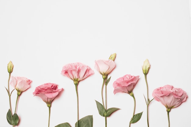 Foto gratuita rosa maravillosa flores frescas