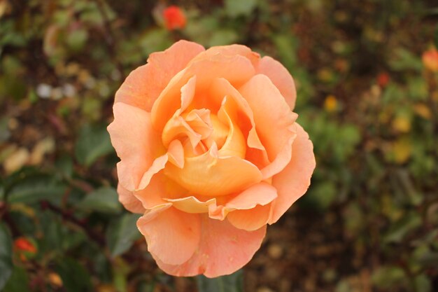 Rosa naranja