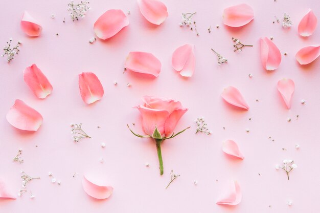 Rosa rodeada de pétalos y pequeñas flores blancas