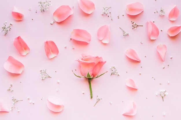 Rosa rodeada de pétalos y pequeñas flores blancas