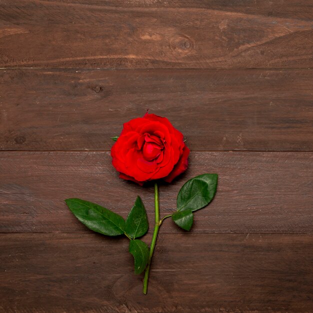 Rosa roja brillante con hojas verdes en superficie de madera