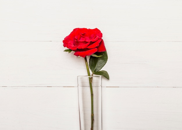 Rosa roja brillante en vidrio sobre superficie blanca