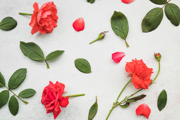 Rosa roja; brote y hoja en muro de hormigón