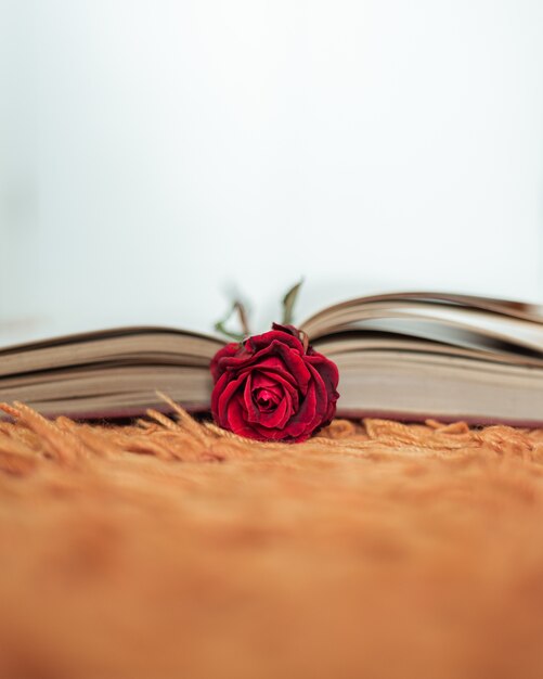 Rosa roja dentro de un libro abierto