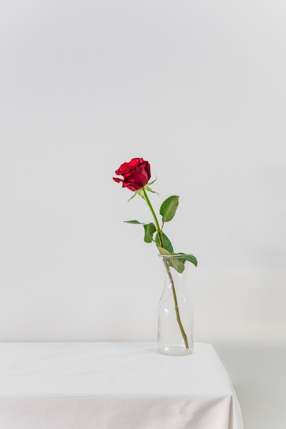 Rosa roja fresca en florero en la mesa