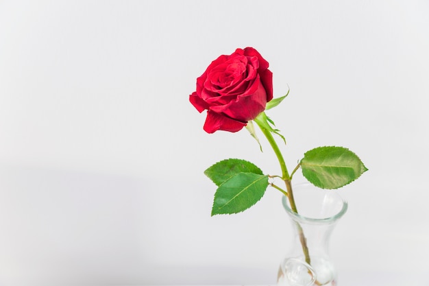 Rosa roja fresca en florero