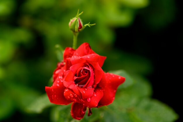 Rosa roja con gotas de agua