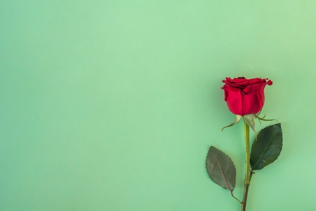 Foto gratuita rosa roja maravillosa fresca