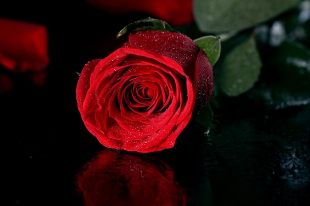 Rosa roja en la oscuridad