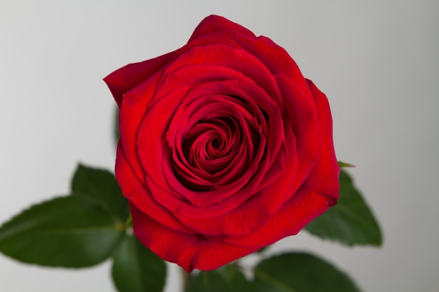 Rosa roja vista desde arriba