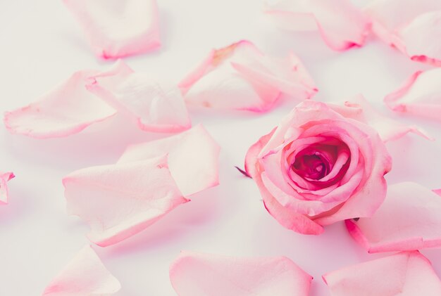 Rosa y rosa blanca con pétalo