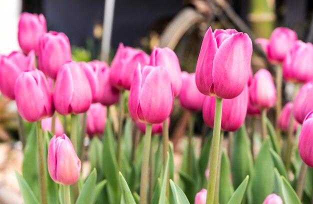 Rosa tulipán en primavera