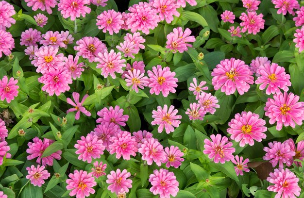 rosa zinnia flores vista superior