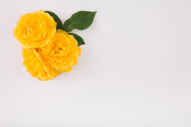 Foto gratuita rosas amarillas y hojas om blanco