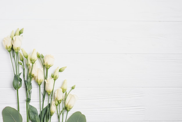 Rosas bonitas en blanco