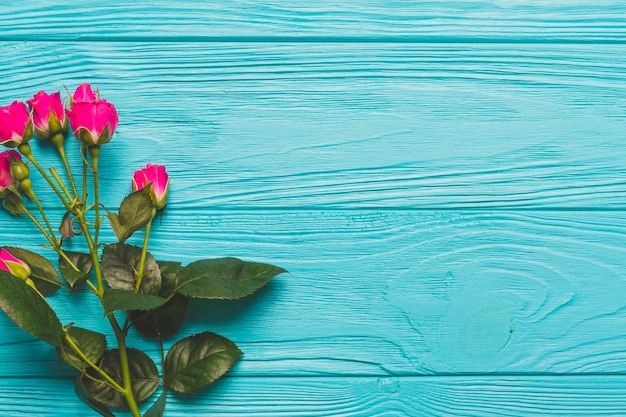 Rosas brillantes sobre fondo turquesa