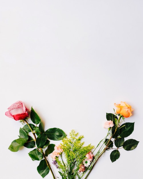 Foto gratuita rosas coloridas aisladas en el fondo blanco