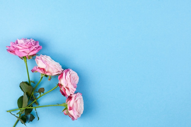 Rosas decorativas de color rosa sobre superficie azul.