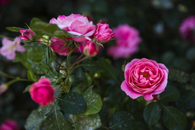 Rosas elegantes que florecen en el arbusto