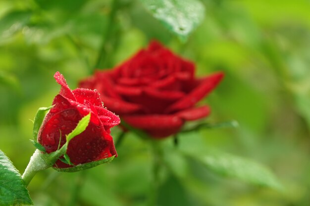 Rosas con el fondo desenfocado