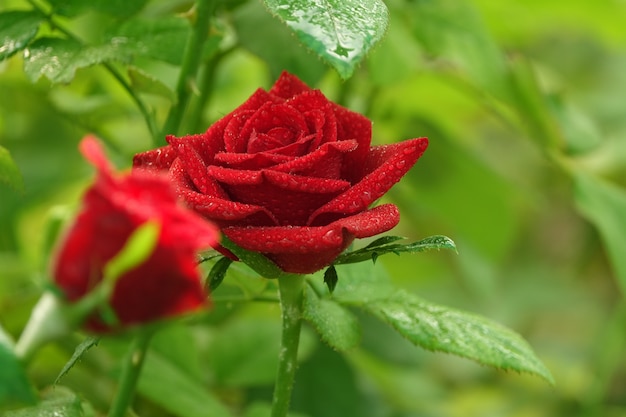 Rosas con el fondo desenfocado