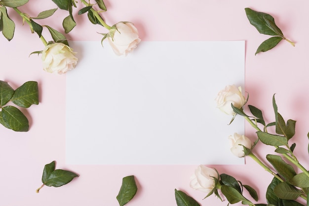 Rosas hermosas blancas en el papel en blanco blanco contra fondo rosado