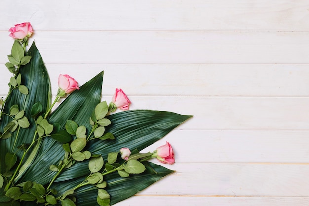 Rosas en hojas