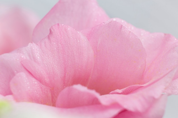 Rosas pétalos de rosa sobre fondo gris