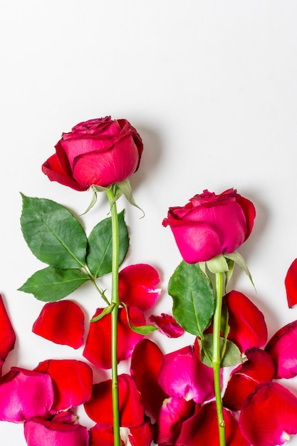 Rosas rojas románticas de primer plano