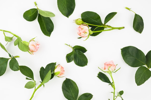 Rosas rosadas con hojas sobre fondo blanco