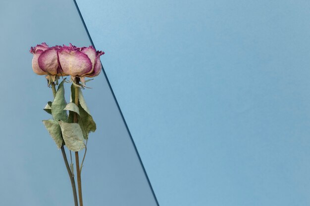 Foto gratuita rosas rosadas secas sobre un fondo azul.