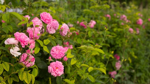 Foto gratuita rosas rosadas.