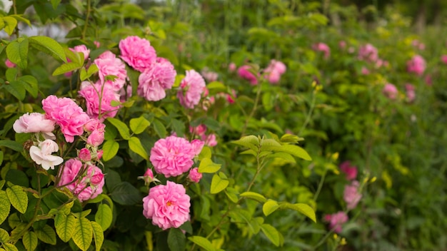 Rosas rosadas.