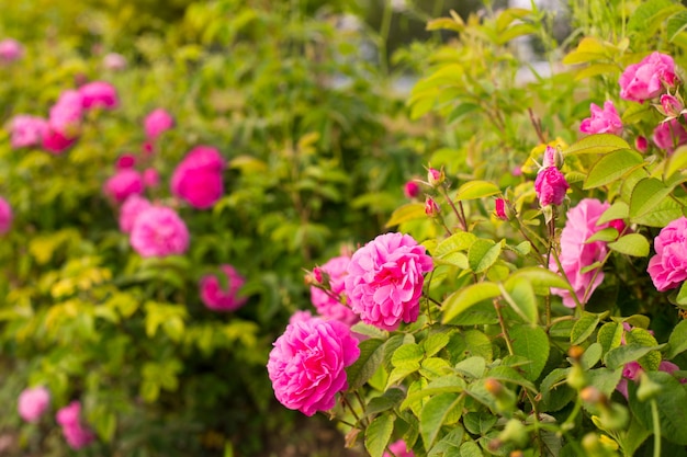 Rosas rosadas.