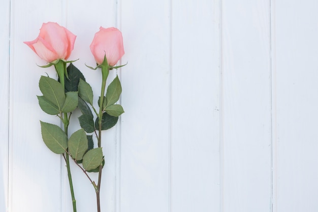 Rosas sobre fondo de madera blanco