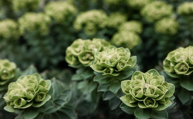 Rosetta stonecrop o Sedum rosetta Foto en primer plano de sus pequeñas hojas verdes