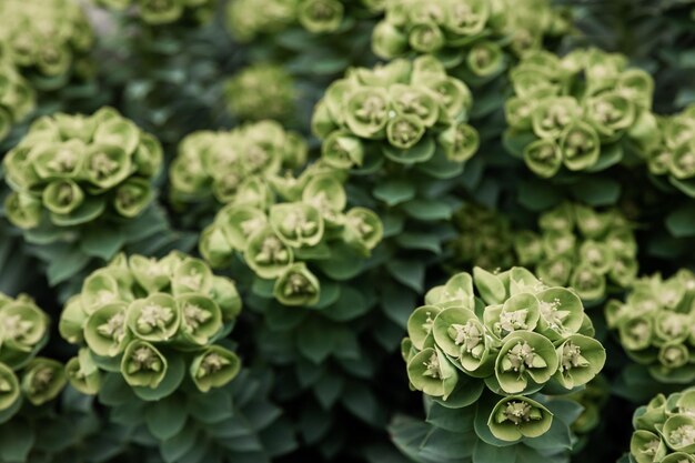 Rosetta stonecrop o Sedum rosetta Foto en primer plano de sus pequeñas hojas verdes