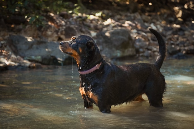 Rottweiler negro en un lago rodeado de vegetación bajo la luz del sol con un fondo borroso