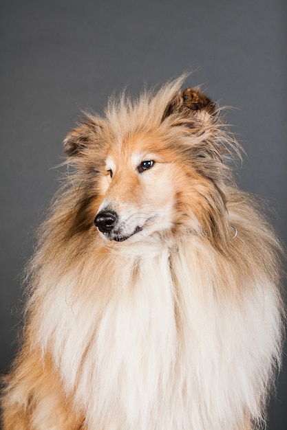 Rough collie mirando hacia un lado