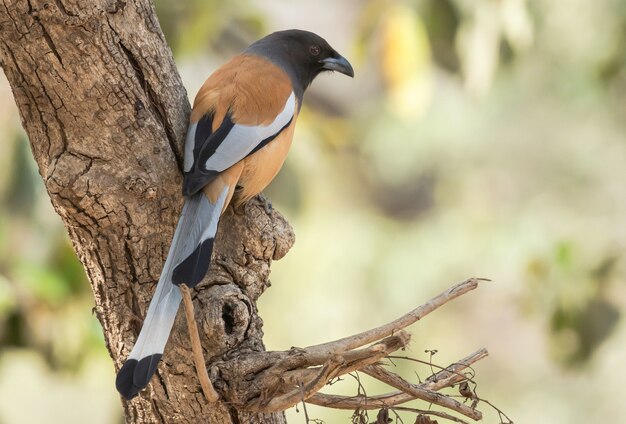 Rufo Treepie pájaro posado en un árbol en el Parque Nacional Ranthambhore, India